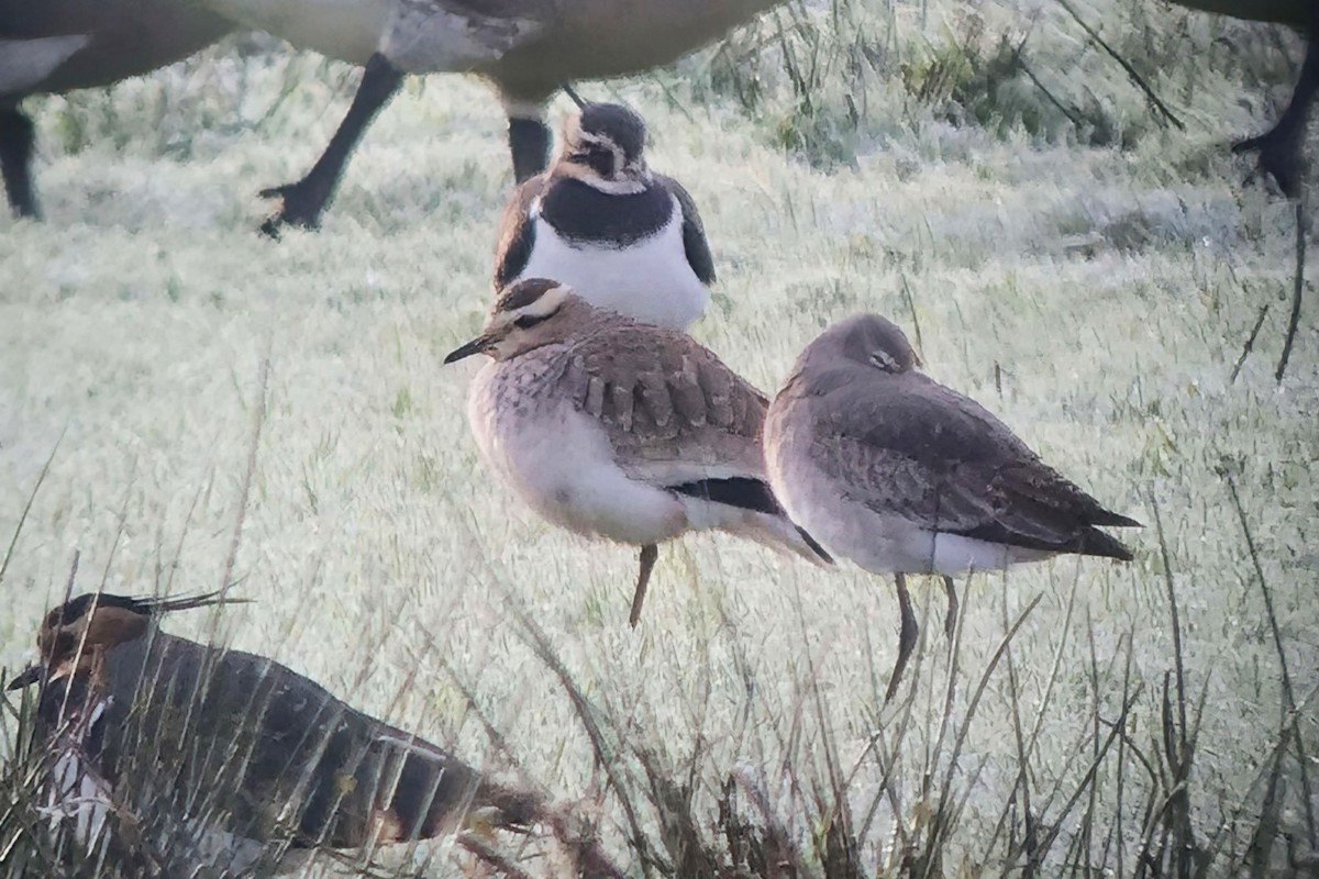 Sociable Lapwing - ML627470768