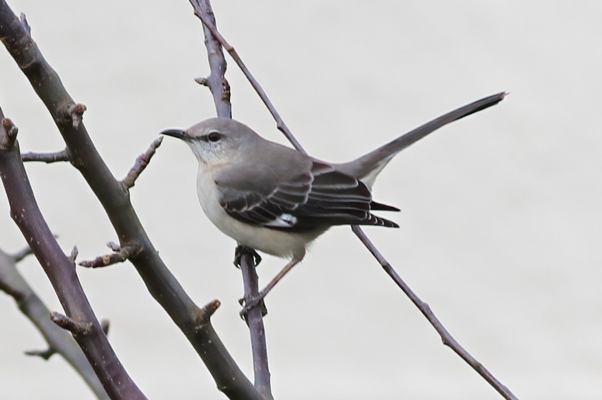 Northern Mockingbird - ML627470784