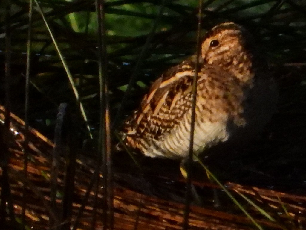 Common Snipe - ML627470889