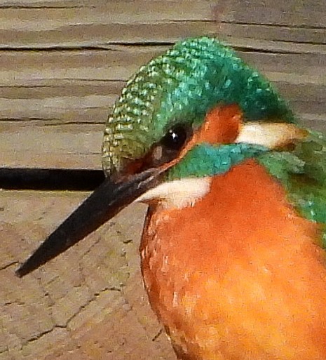Common Kingfisher - ML627470939