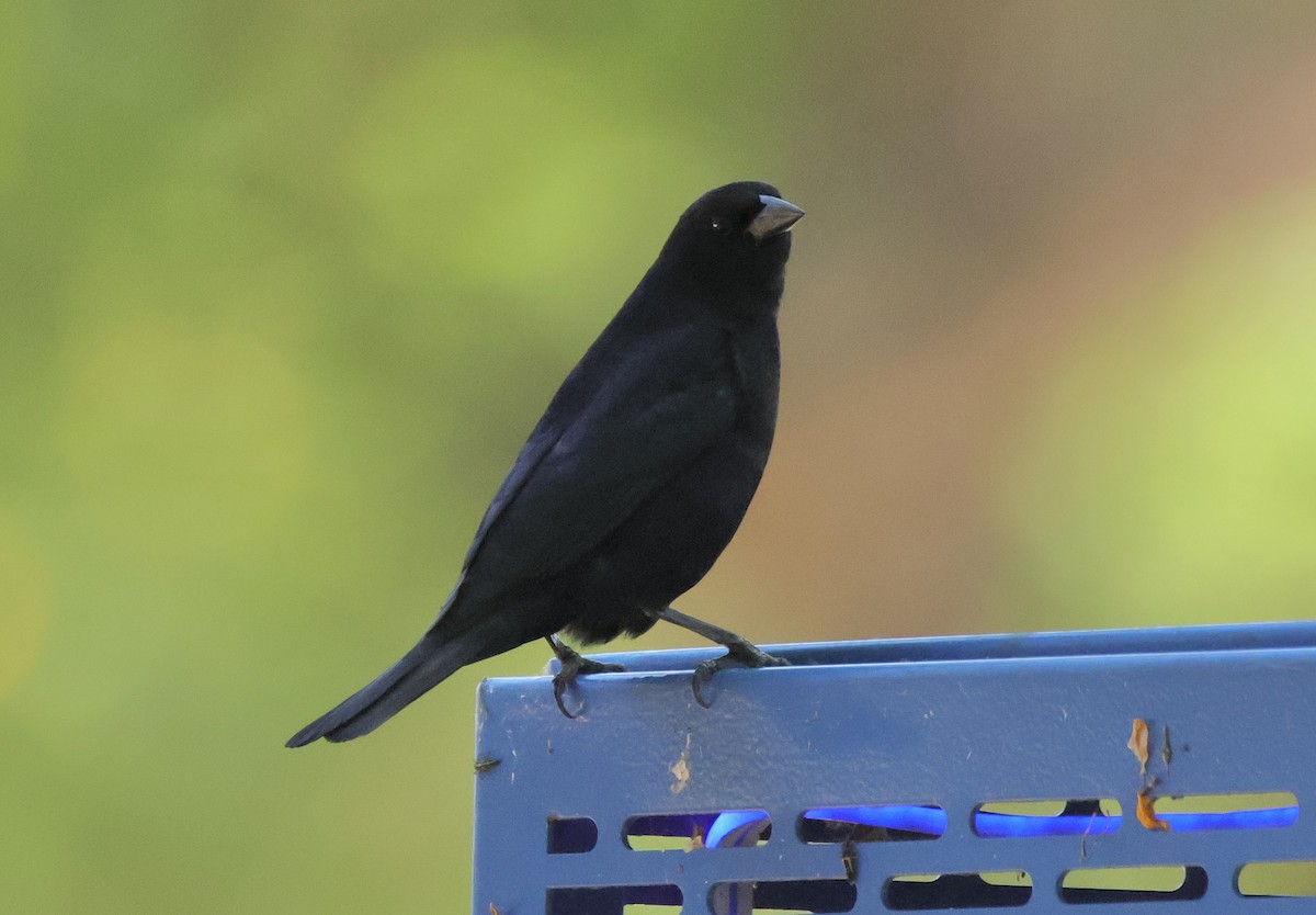 Shiny Cowbird - ML627471027