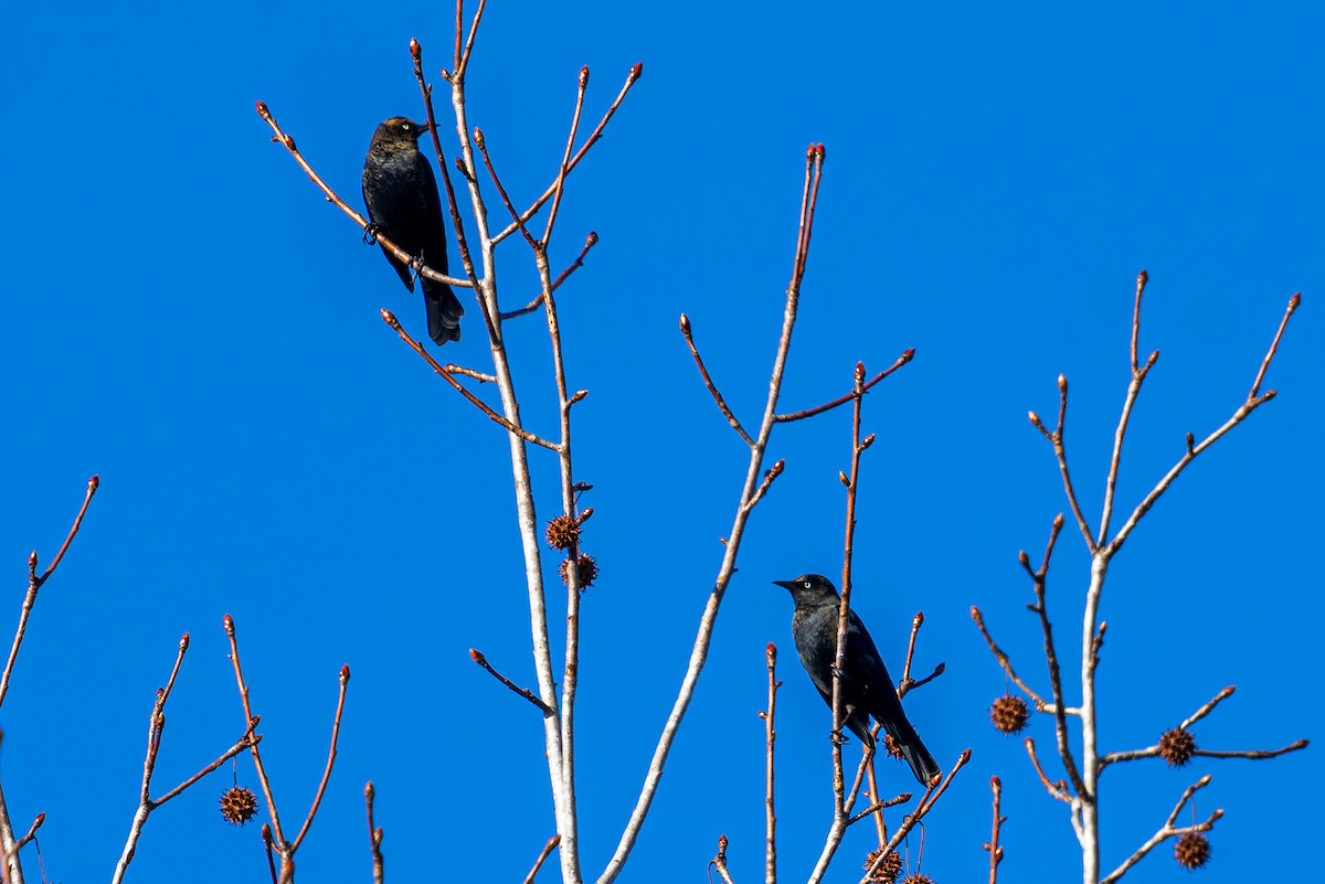 Rusty Blackbird - ML627471062