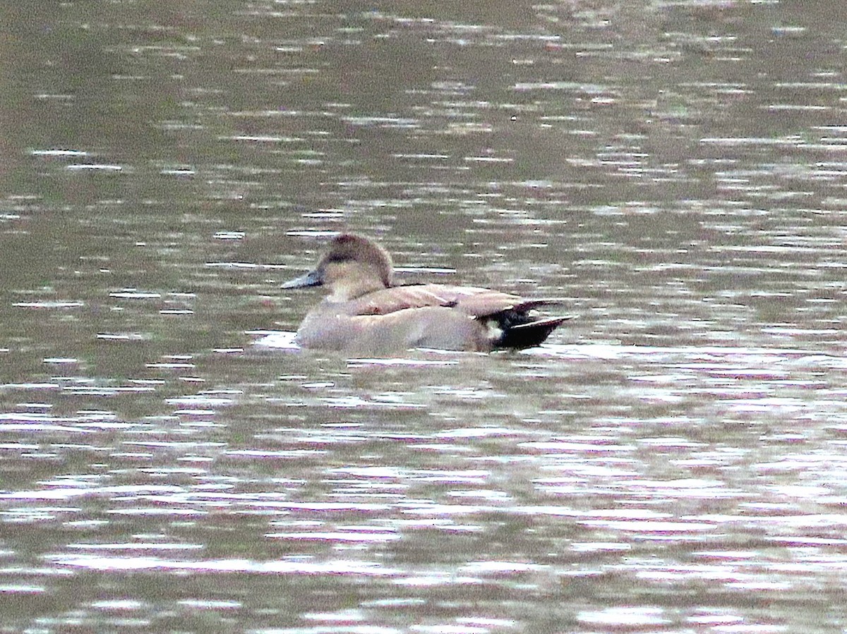 Gadwall - ML627471161