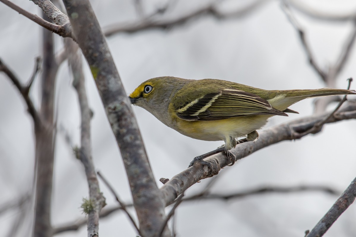 White-eyed Vireo - ML627471165