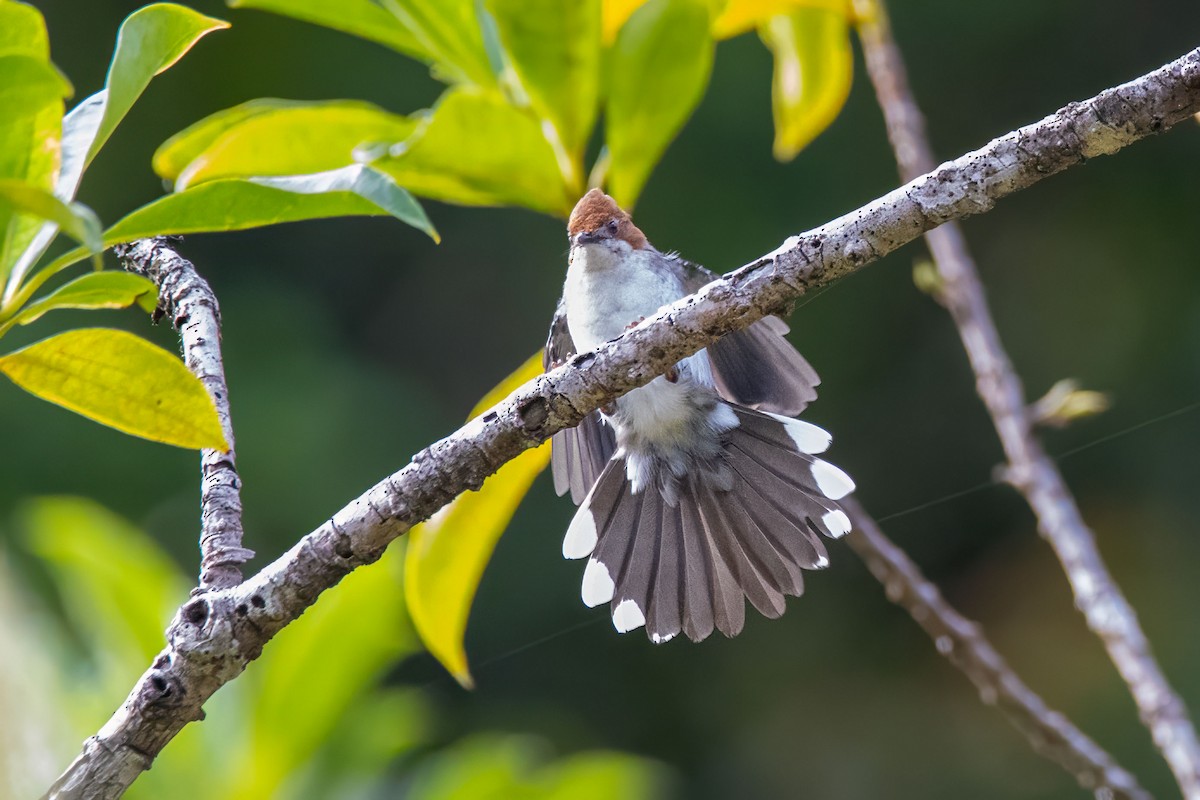 Chestnut-crested Yuhina - ML627471260