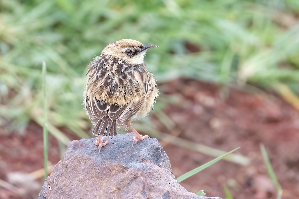 Pectoral-patch Cisticola - ML627471335