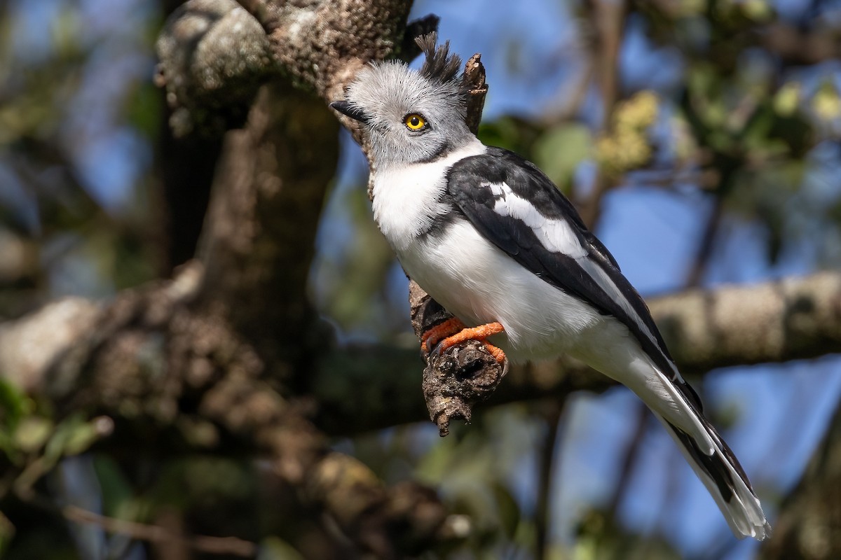 Gray-crested Helmetshrike - ML627471394