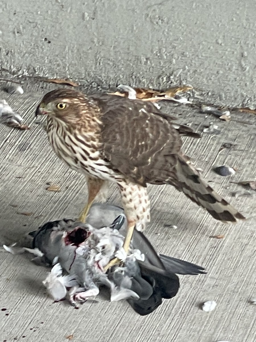 Cooper's Hawk - ML627471529