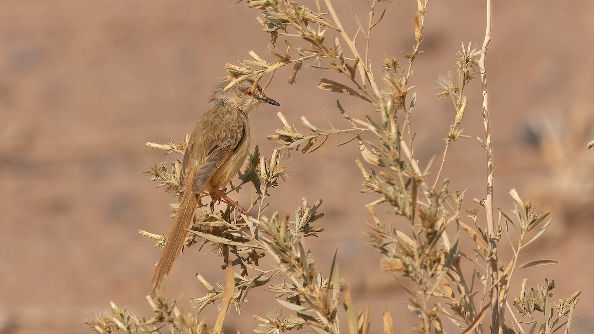 Prinia à plastron - ML627471698