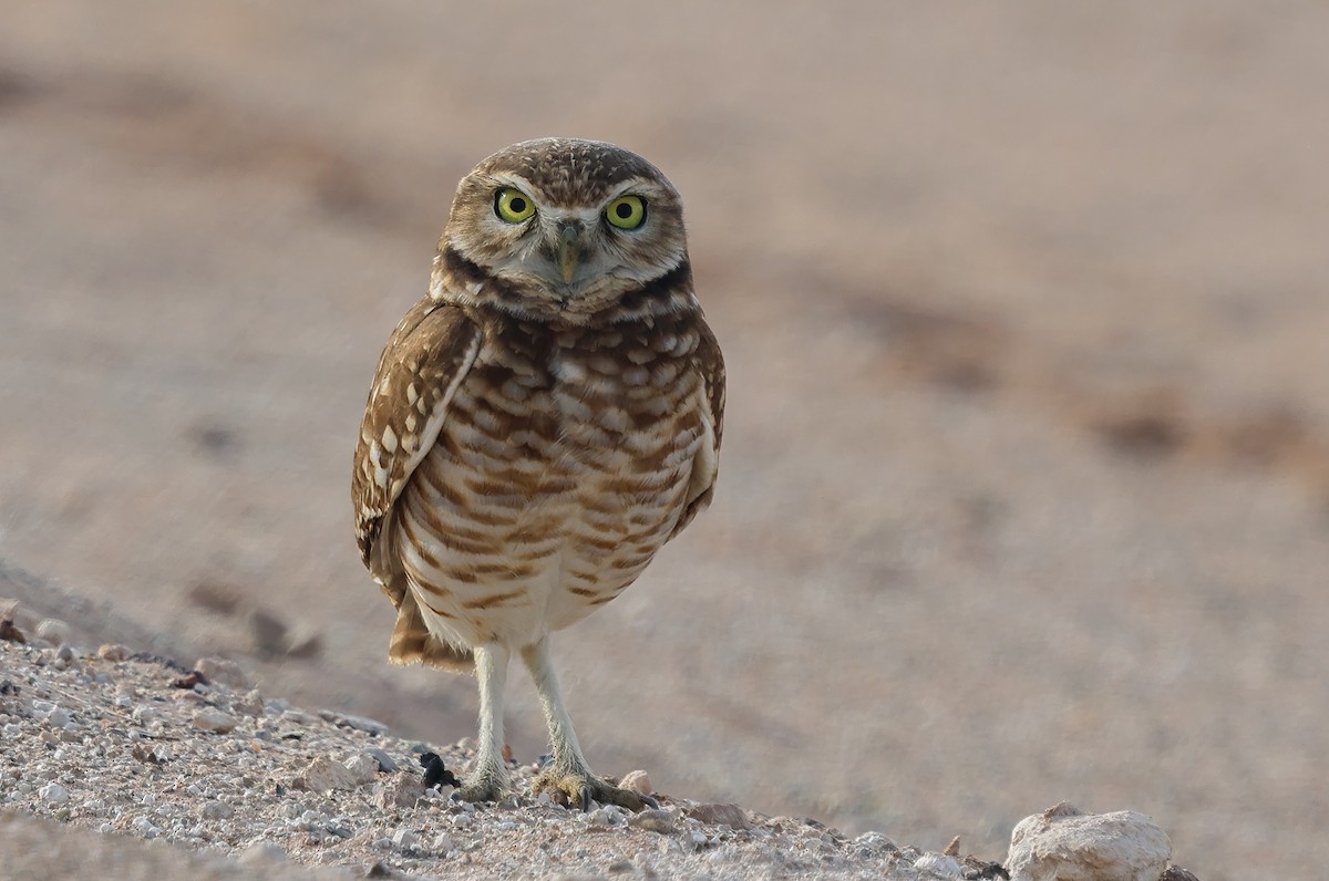 Burrowing Owl - ML627471791