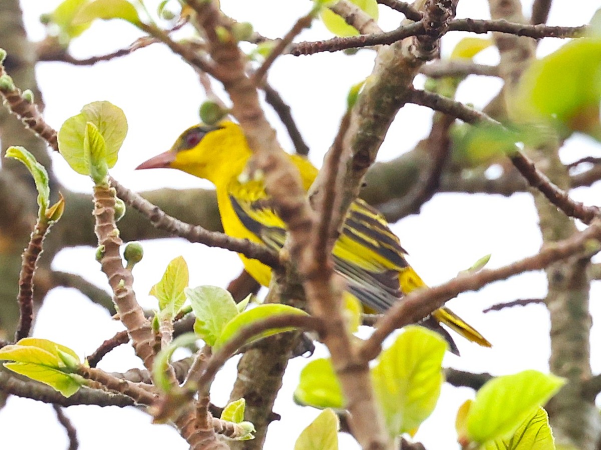 African Golden Oriole - ML627471819