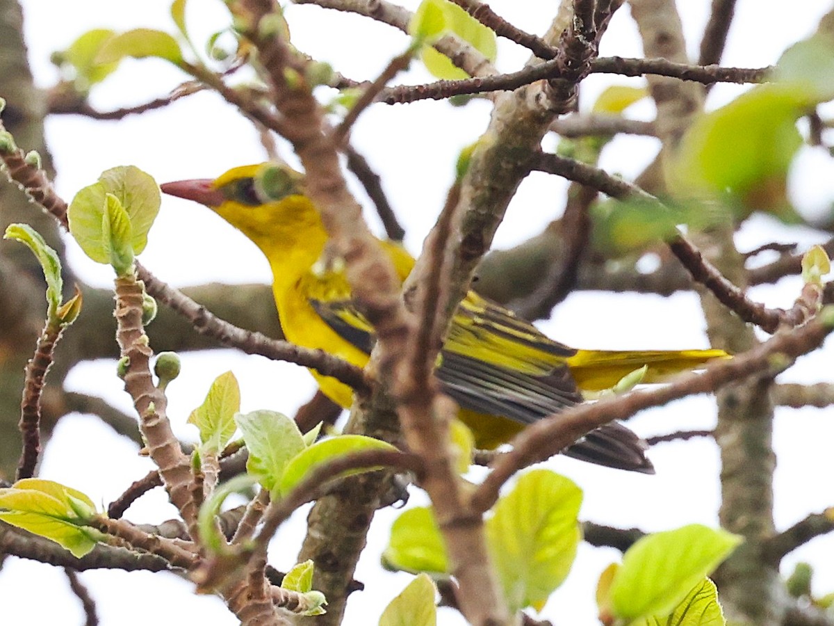 African Golden Oriole - ML627471820