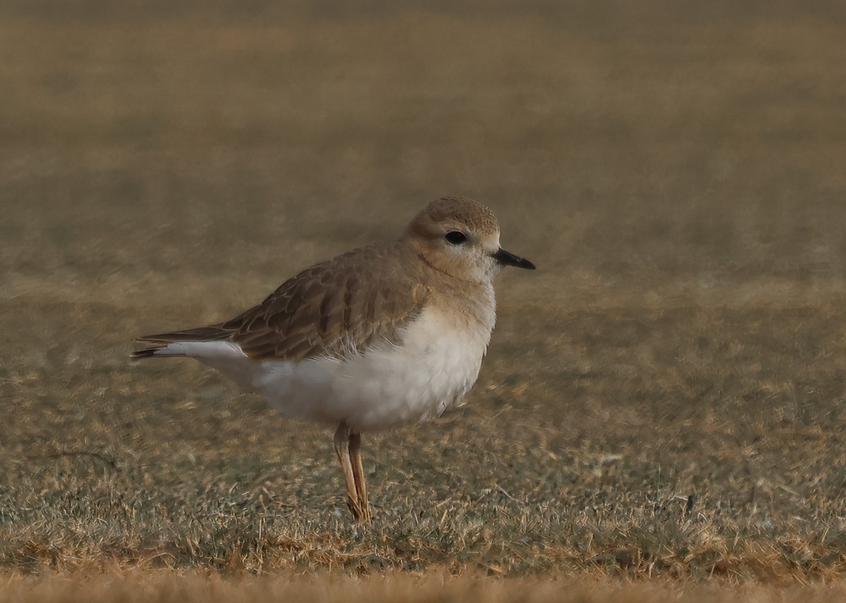 Mountain Plover - ML627471844