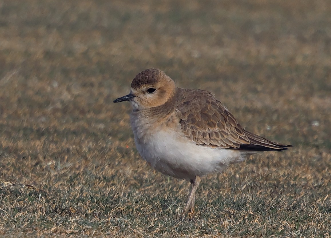 Mountain Plover - ML627471845