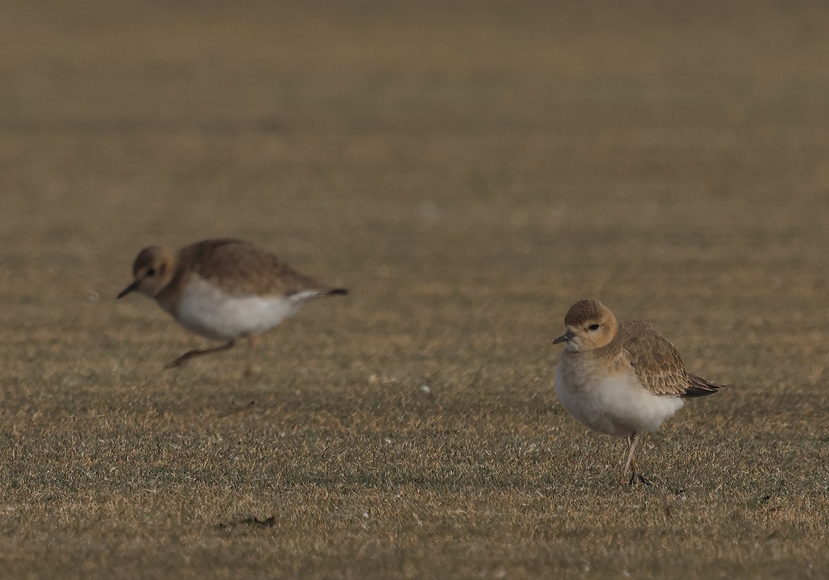 Mountain Plover - ML627471866