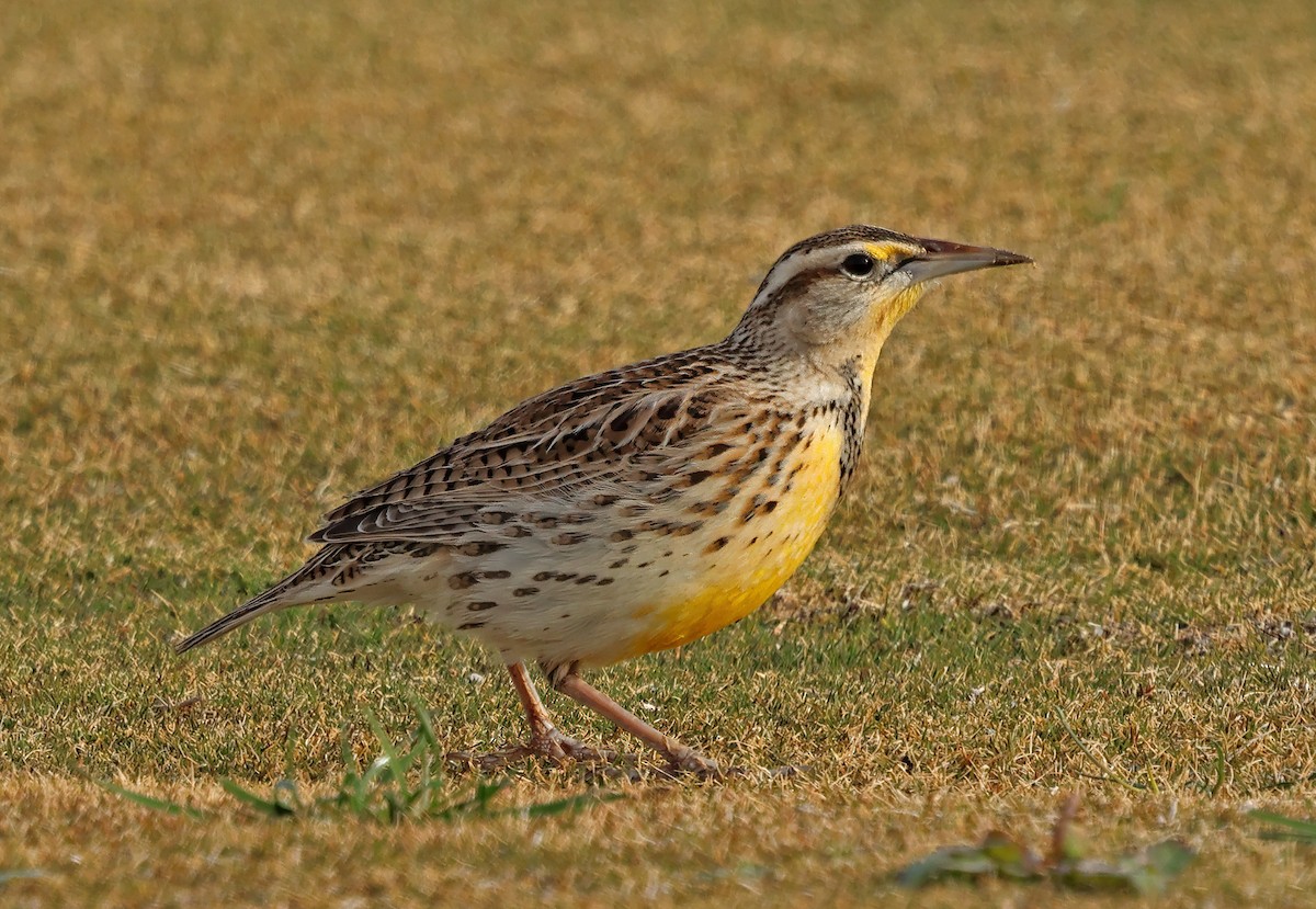 Western Meadowlark - ML627471898