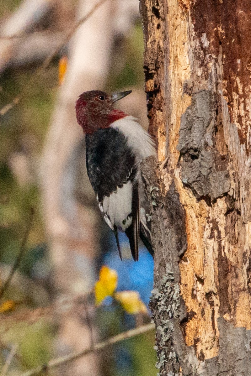 Carpintero Cabecirrojo - ML627471907