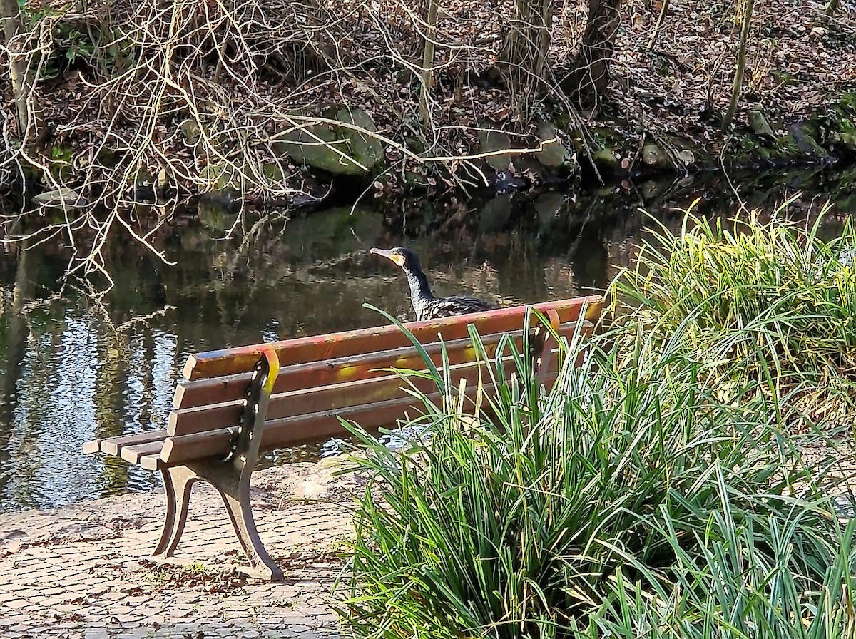 Great Cormorant - ML627472090