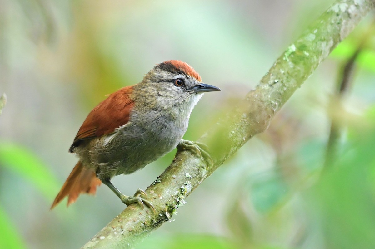Marcapata Spinetail (Rufous-crowned) - ML627472261