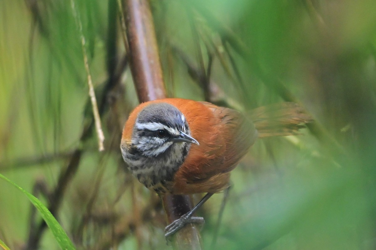 Inca Wren - ML627472278