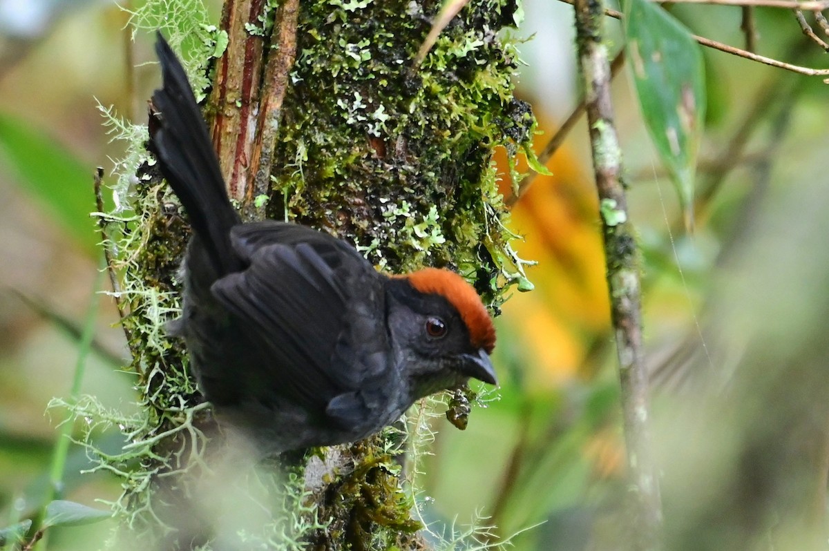 Cuzco Brushfinch - ML627472289