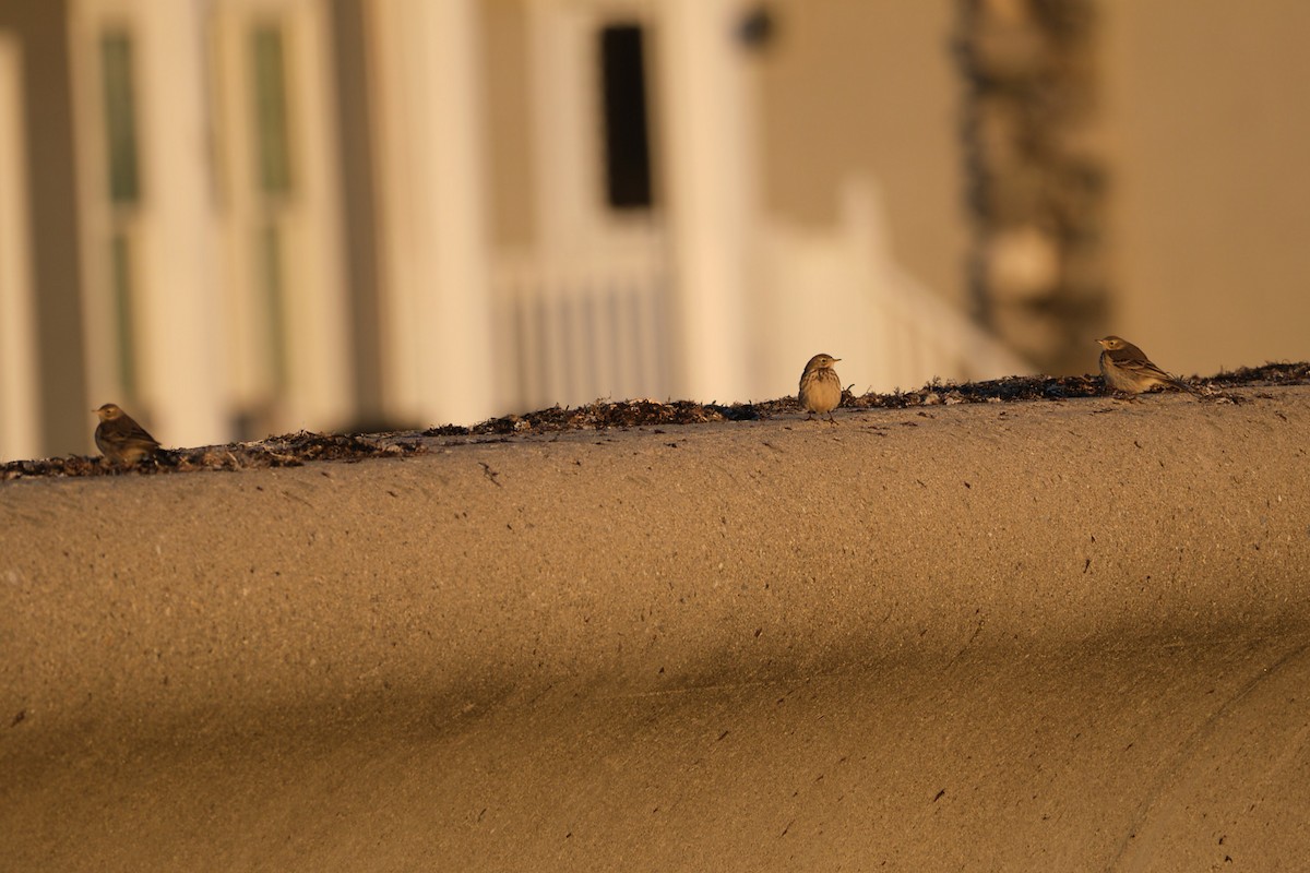 American Pipit - ML627472449