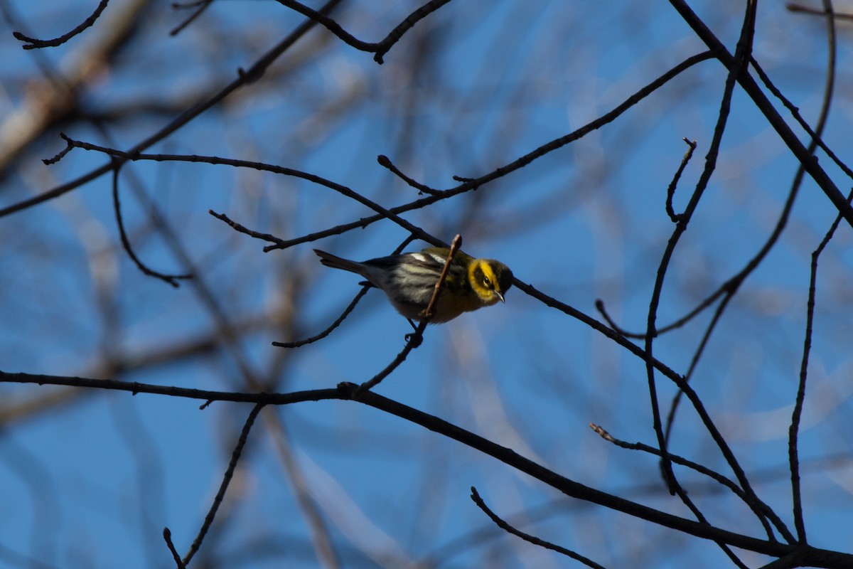 Townsend's Warbler - ML627472472