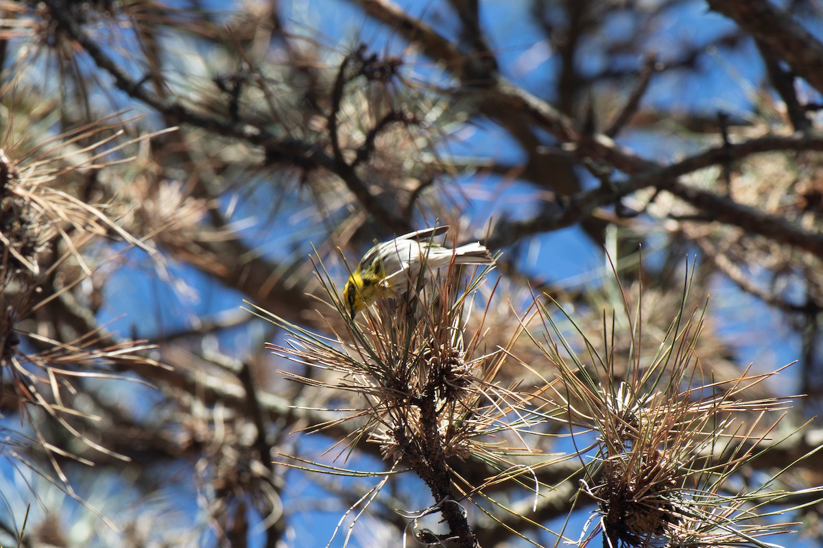 Townsend's Warbler - ML627472473