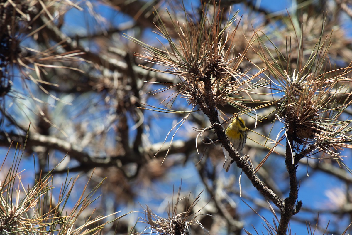 Townsend's Warbler - ML627472474