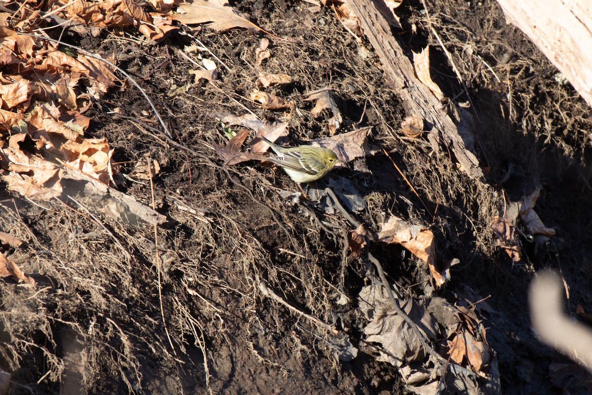 Blackpoll Warbler - ML627472488