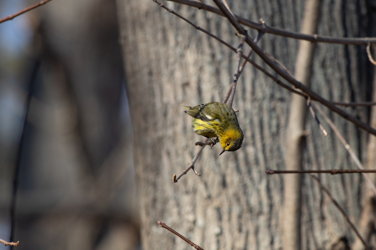 Cape May Warbler - ML627472497