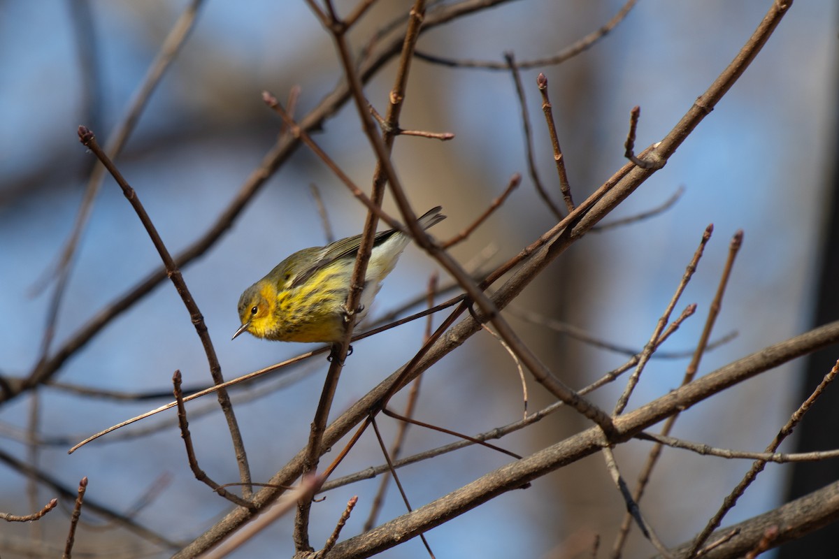 Cape May Warbler - ML627472498