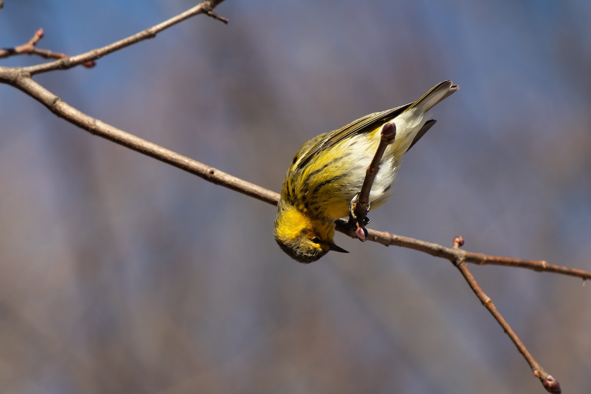 Cape May Warbler - ML627472499