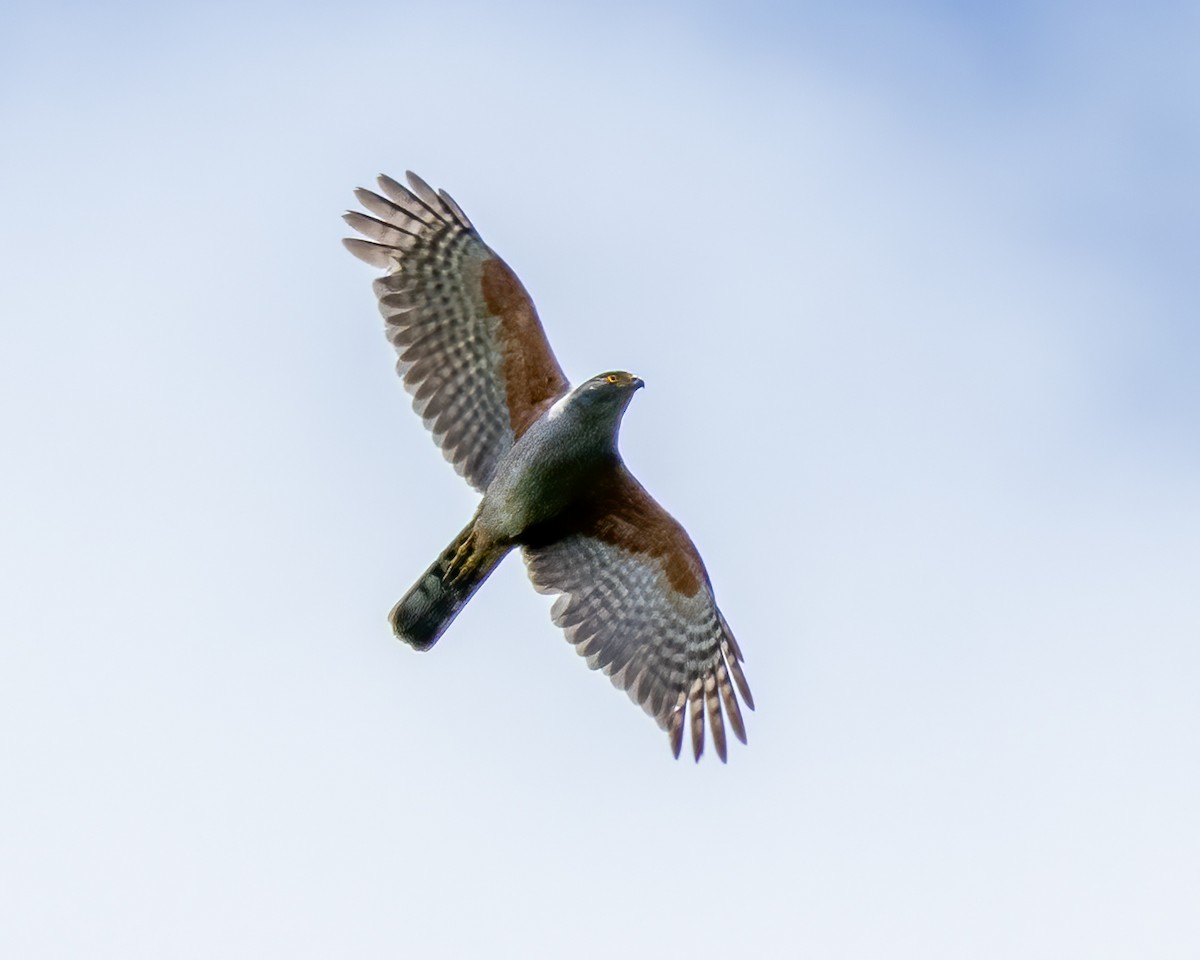 Bicolored Hawk - ML627472509