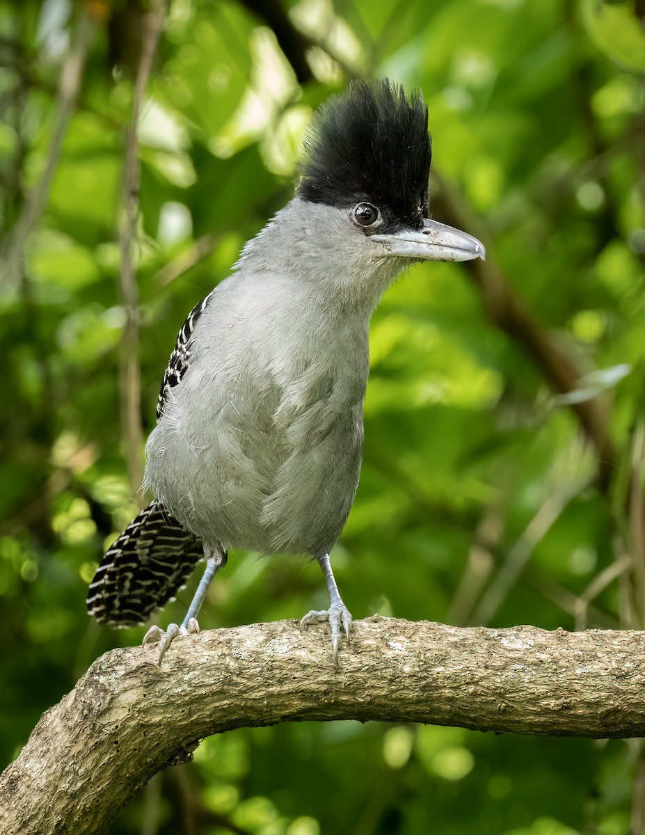 Giant Antshrike - ML627472523