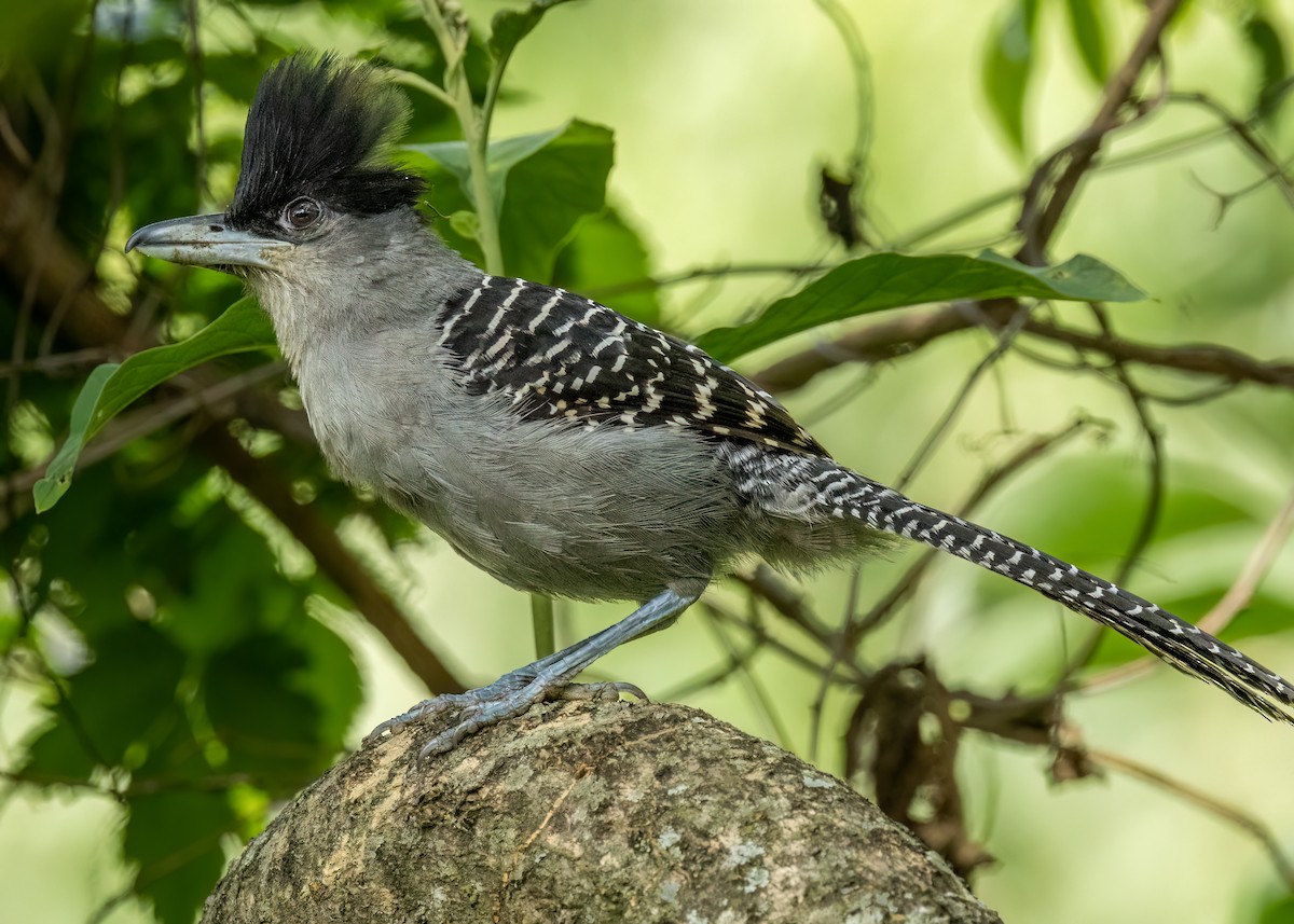 Giant Antshrike - ML627472524