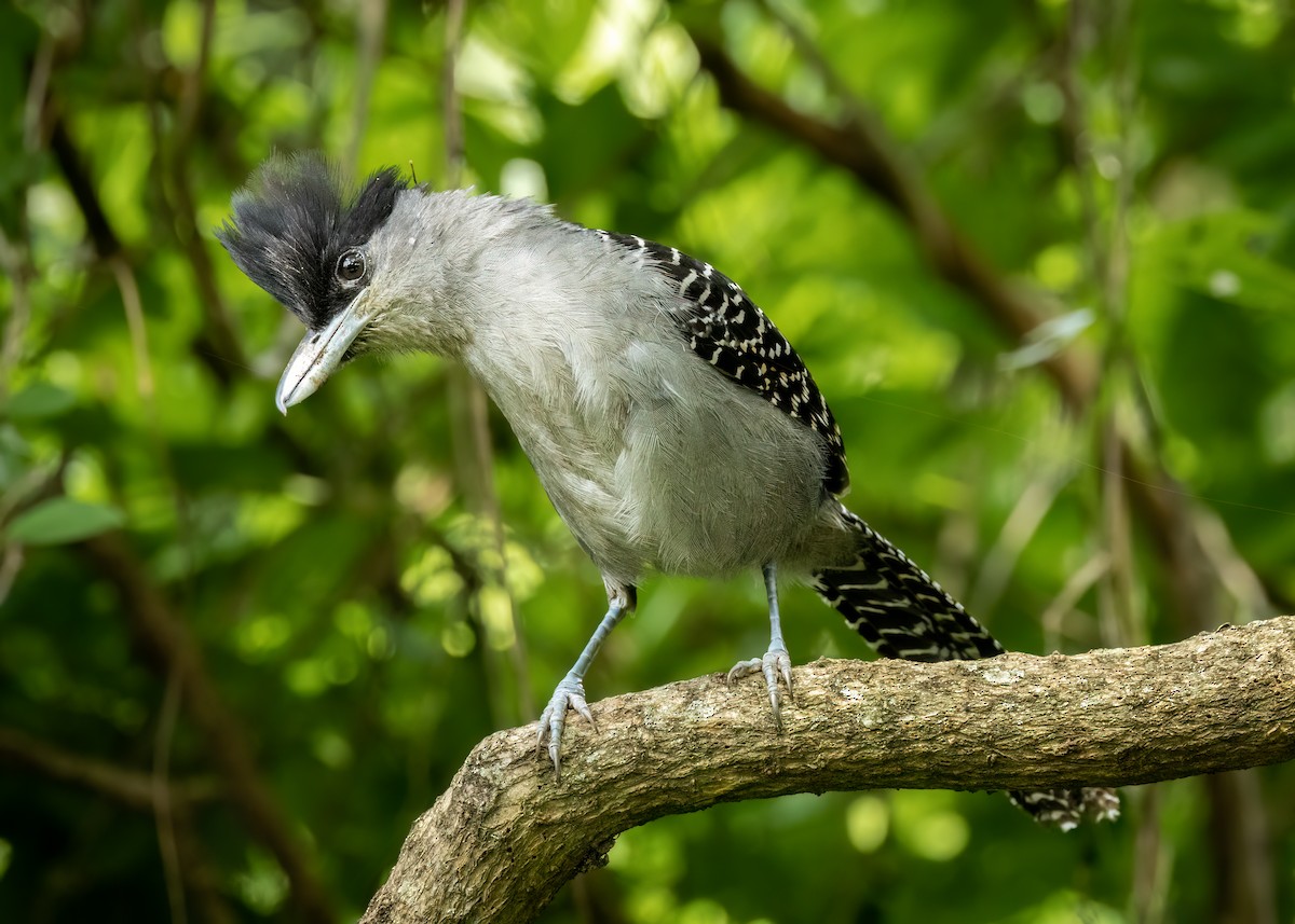 Giant Antshrike - ML627472527