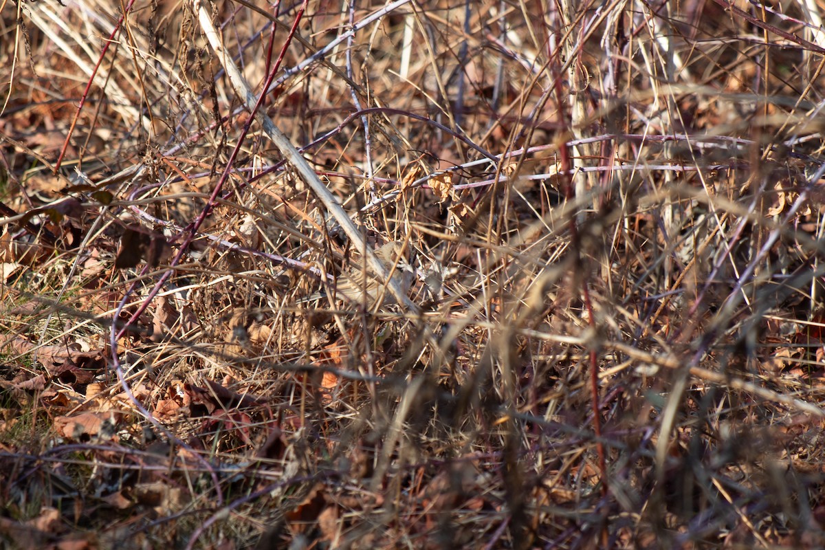 Lark Sparrow - ML627472537