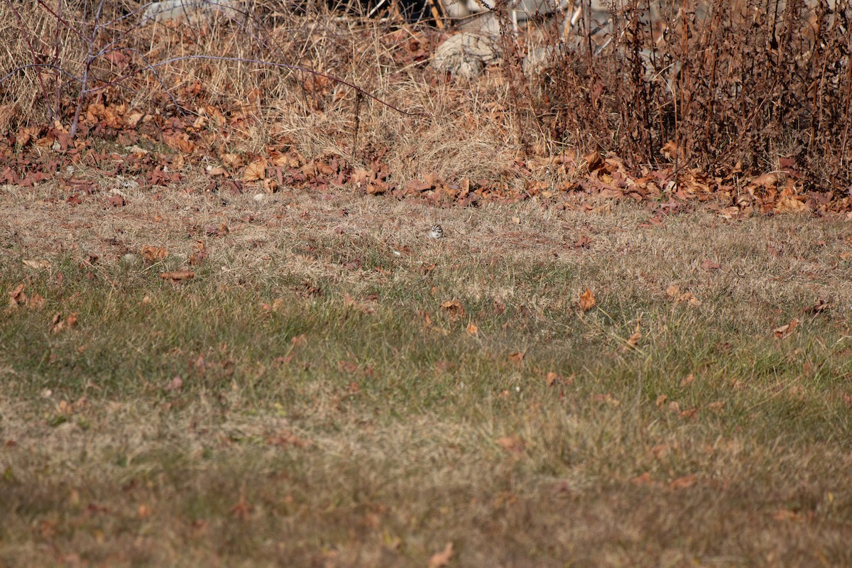 Lark Sparrow - ML627472538