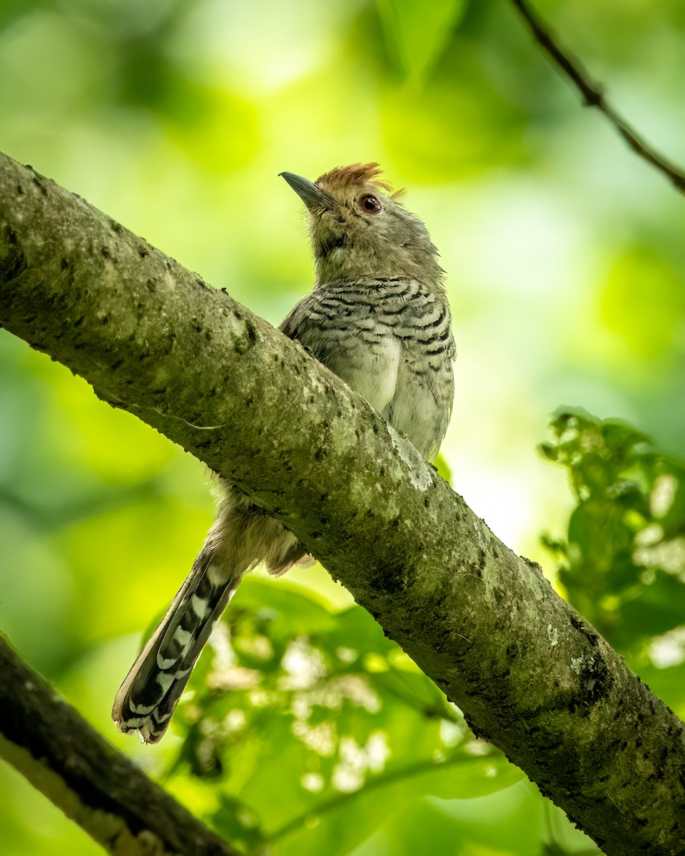Rufous-capped Antshrike - ML627472571