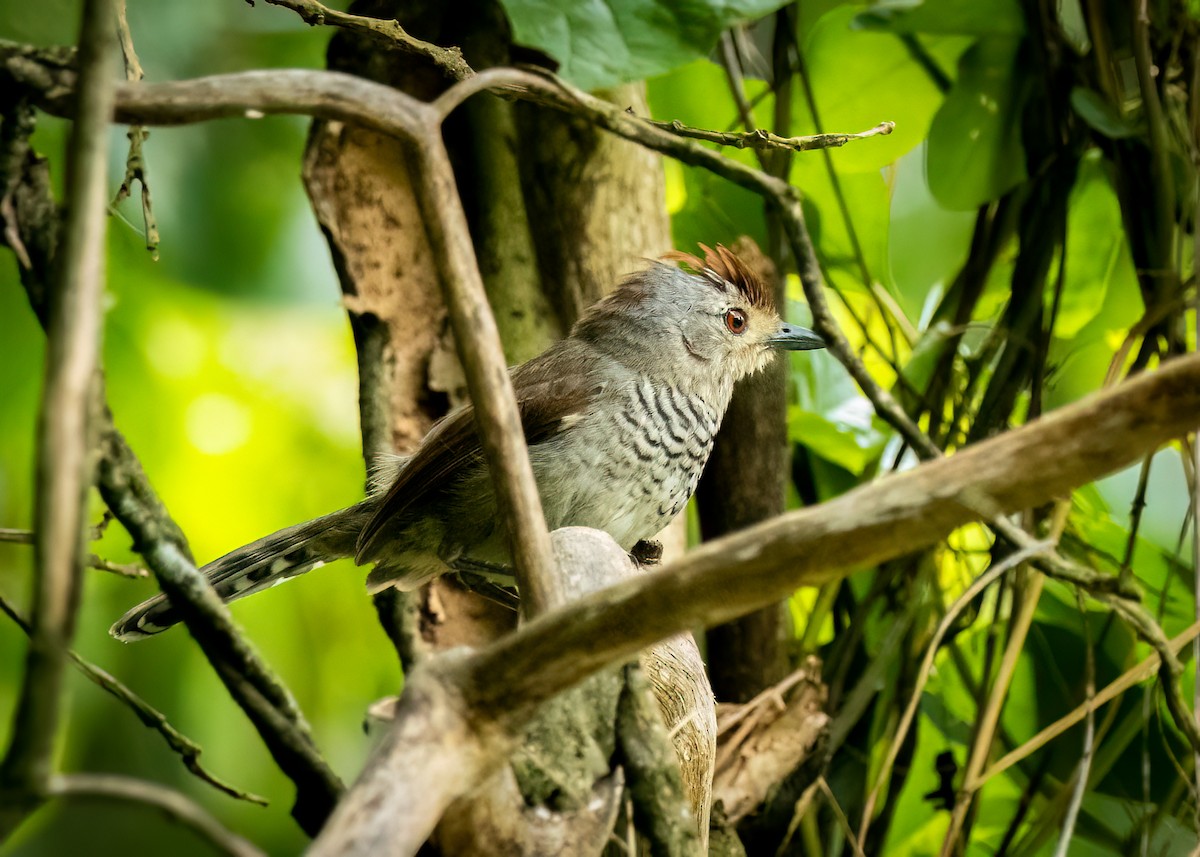 Rufous-capped Antshrike - ML627472572