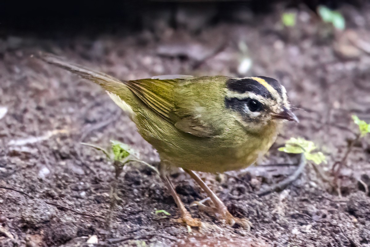 stripehodeparula - ML627472581