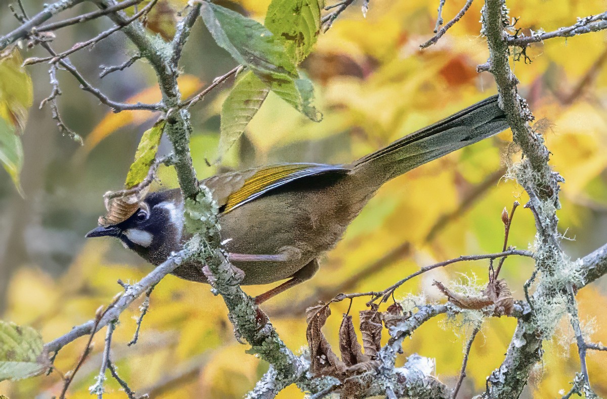 Black-faced Laughingthrush - ML627472592