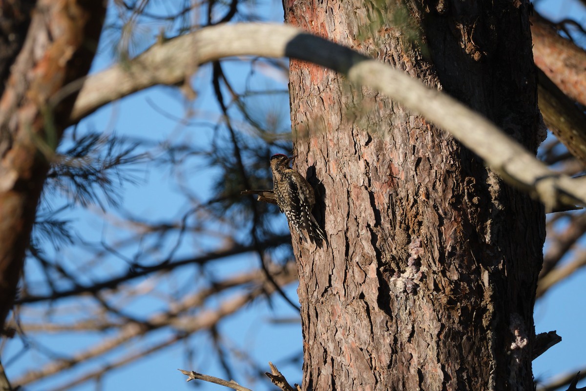 Yellow-bellied Sapsucker - ML627472613