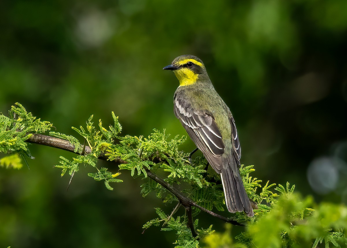 Yellow-browed Tyrant - ML627472617