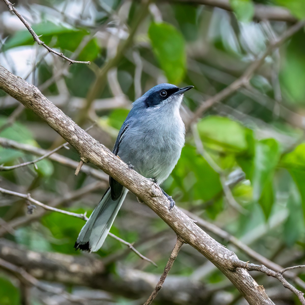 Masked Gnatcatcher - ML627472627