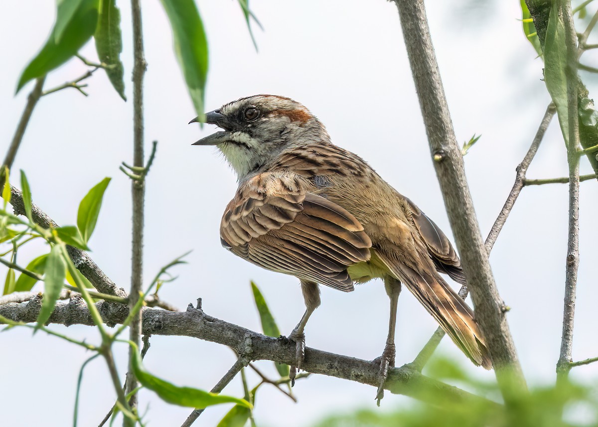 Yungas Sparrow - ML627472636