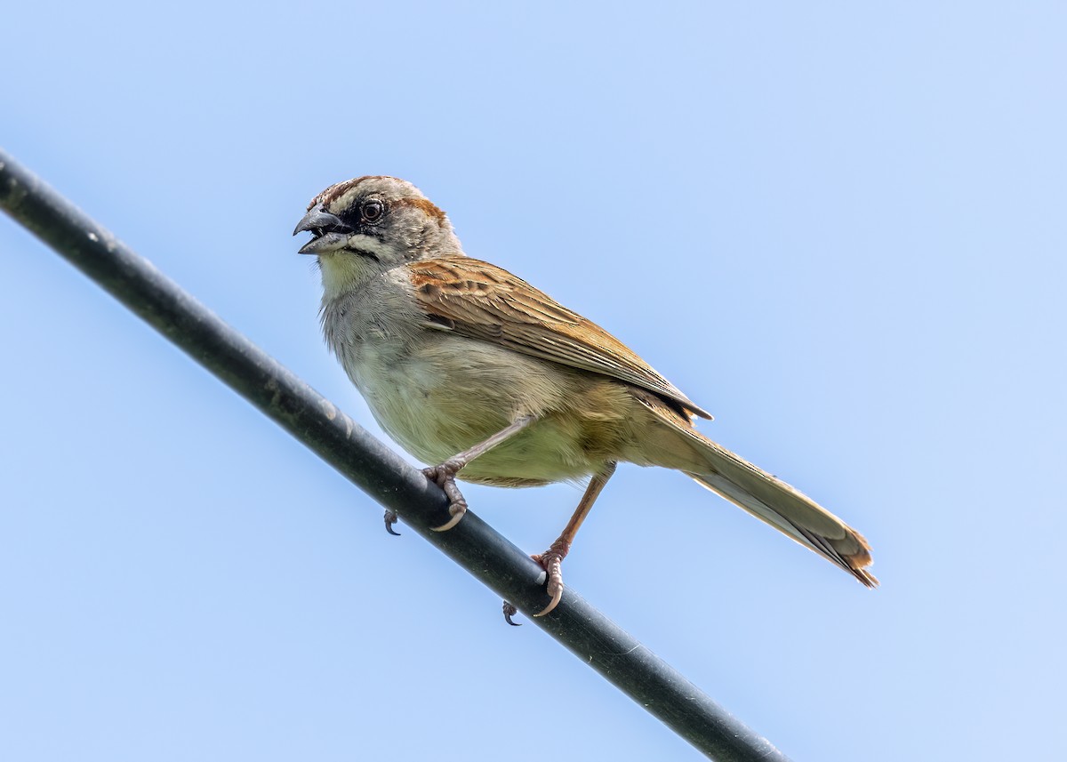 Yungas Sparrow - ML627472637
