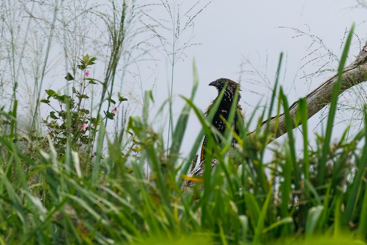 fasansporegjøk (phasianinus gr.) - ML627472647