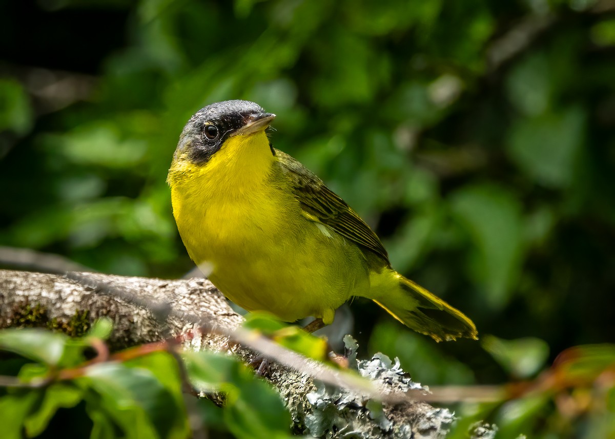 Southern Yellowthroat - ML627472649